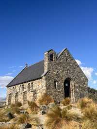 念願のTekapo⛪️⭐️ルピナスが咲き誇ってた!