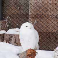 สวนสัตว์อาซาฮิยามะ asahiyama zoo