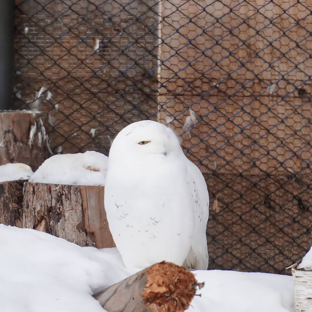 สวนสัตว์อาซาฮิยามะ asahiyama zoo สวนสัตว์อาซาฮิยามะ asahiyama zoo