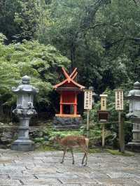 🦌 春日大社：燈塔與鹿共舞的神聖之地