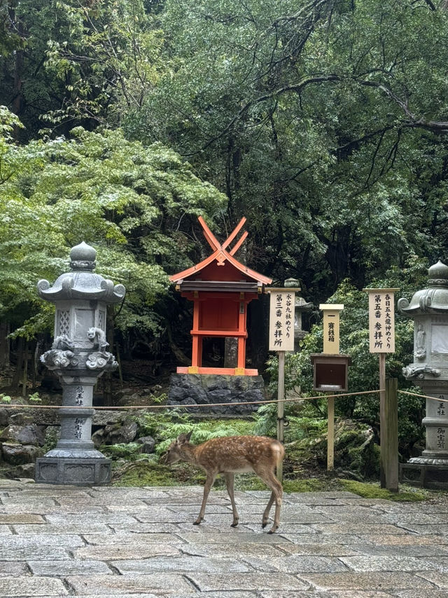 🦌 春日大社：燈塔與鹿共舞的神聖之地