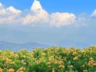 Chasing Clouds & Blooms:  Binge Breathing Baguio