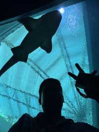 Singapore Oceanarium: Dive Into an Underwater Wonderland 🦈✨