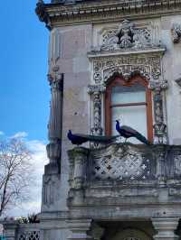🦚 POV: My 3 AM Dream. Peacocks Living In A 19th-Century Palace