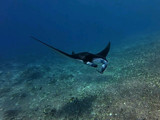 Komodo, Indonesia: Jelajahi Laut Sebening Kaca di Taka Makassar, Berenang Bersama Pari Manta, dan Keajaiban Pasang Surut | Toddler Traveler