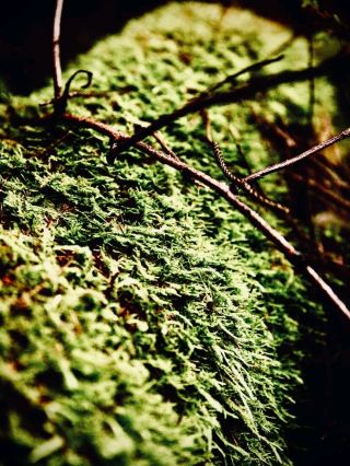 Huosiusjärvi Cliff and the Värikallio Rock Art: Hossa's 4,500-Year Walleasytravelpost #Hossa #Huosi