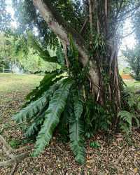 🌿✨ My Stroll at Bukit Batok Neighbourhood Park — A Peaceful West Side Escape! 🇸🇬