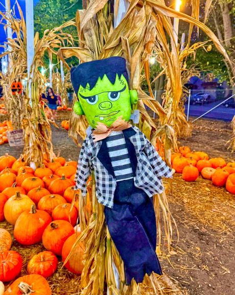 サンフランシスコの秋のパンプキンパッチガイド🎃 | Trip.com ブリズベーン