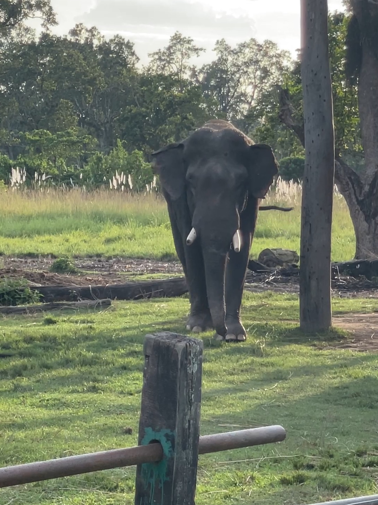 🐘🌿 ประสบการณ์สุดประทับใจสำหรับครอบครัว ณ ศูนย์เพาะพันธุ์ช้างอุทยานแห่งชาติจิตวัน

ดำดิ่งสู่ใจกลางป่าเขียวชอุ่มของรัตนนครด้วยการเยี่ยมชมศูนย์เพาะพันธุ์ช้างอุทยานแห่งชาติจิตวัน—เหมาะสำหรับครอบครัวและผู้รักธรรมชาติ! ที่นี่ คุณจะได้ใกล้ชิดกับช้างยักษ์ผู้แสนอ่อนโยน เรียนรู้เกี่ยวกับการอนุรักษ์ และดื่มด่ำกับบรรยากาศป่าอันเป็นเอกลักษณ์ของภูมิภาคเทไร ประเทศเนปาล

🗺️ เส้นทางแนะนำและกิจกรรมที่ห้ามพลาด:
เริ่มต้นที่ทางเข้า (HFFV+Q6W, รัตนนคร) เดินเล่นไปตามเส้นทางร่มรื่นเพื่อชมช้างทุกวัย โดยเฉพาะลูกช้างขี้เล่น! อย่าพลาดช่วงเวลาให้อาหารเพื่อถ่ายรูปน่ารักๆ นิทรรศการให้ความรู้จะบอกเล่าเรื่องราวการอนุรักษ์ช้างและความพยายามของชุมชนท้องถิ่น

📸 จุดถ่ายรูปสวยๆ:
ถ่ายภาพแม่ช้างและลูกช้างโดยมีฉากหลังเป็นป่าทึบ ทางเดินไม้ให้ภาพถ่ายครอบครัวที่สมบูรณ์แบบ ช่วงเช้าตรู่หรือช่วงบ่ายแก่ๆ มีแสงนุ่มนวลที่สุดสำหรับการถ่ายภาพที่สวยงาม!

🧑🤝🧑 เคล็ดลับที่เป็นประโยชน์:
· เปิดวันจันทร์ถึงวันศุกร์ เวลา 9:00 น. – 17:00 น. – ควรมาแต่เช้าเพื่อหลีกเลี่ยงกลุ่มคนเยอะ

· สวมเสื้อแขนยาวและกางเกงขายาวสีอ่อนเพื่อป้องกันแมลง (ยุงอาจรบกวนได้)

· บางพื้นที่อาจมีร่มเงาน้อย – ควรพกหมวก ครีมกันแดด และน้ำดื่ม

· ไกด์ท้องถิ่นจะให้ข้อมูลเชิงลึกเพิ่มเติม – แนะนำอย่างยิ่งสำหรับเด็กๆ ที่อยากรู้อยากเห็น!

⚠️ ข้อควรระวังที่สำคัญ:
รักษาระยะห่างที่เหมาะสมจากช้าง – ห้ามสัมผัสหรือให้อาหารช้างนอกเหนือจากช่วงเวลาที่มีไกด์นำทาง ที่นี่เป็นศูนย์อนุรักษ์ช้าง ดังนั้นโปรดปฏิบัติตามป้ายและคำแนะนำทั้งหมด

เคล็ดลับส่วนตัว: การเดินเล่นไปตามเส้นทางธรรมชาติที่เงียบสงบกับครอบครัวของฉันนั้นวิเศษมาก – อย่ารีบร้อน ปล่อยให้เด็กๆ ได้ดื่มด่ำกับบรรยากาศที่เงียบสงบและปล่อยให้พวกเขาได้ซึมซับทุกอย่าง!

#อุทยานแห่งชาติจิตวัน #ท่องเที่ยวเนปาล #ผจญภัยกับครอบครัว #ศูนย์เพาะพันธุ์ช้าง #คนรักธรรมชาติ