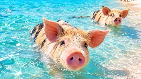 BAHAMAS — A Caribbean Blue Paradise: A Must-Visit Bucket List Destination. — traveler post in Exuma