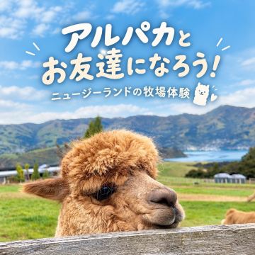 與羊駝交朋友！在新西蘭農場體驗一場無比親密的邂逅！ 🦙💖