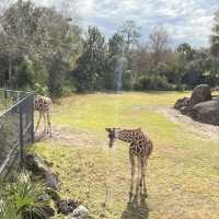 Encountering 🦒 at Jacksonville zoo