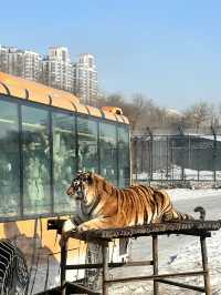 Siberia Tiger Safari