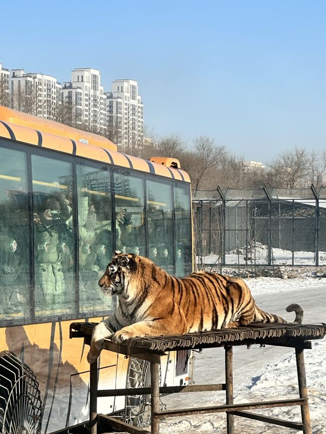 Siberia Tiger Safari