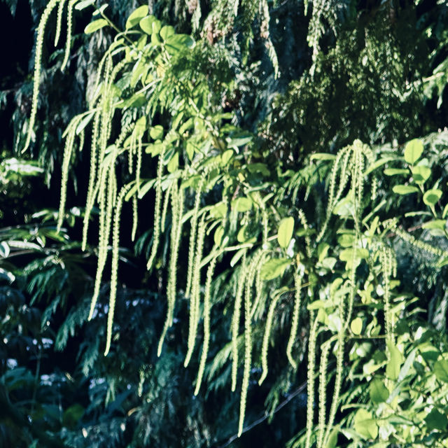 很幽靜美麗的社區植物園