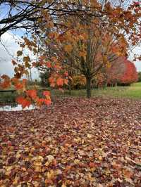 紐西蘭Rotorua 市政公園賞紅葉🍁