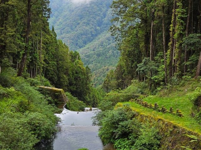 Immense yourself into the greenery of Alishan