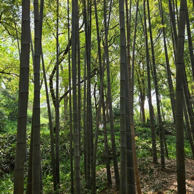Tiger Hill the most beautiful Scenic spot in Suzhou