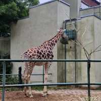 Łódź Zoo 🦒🦏