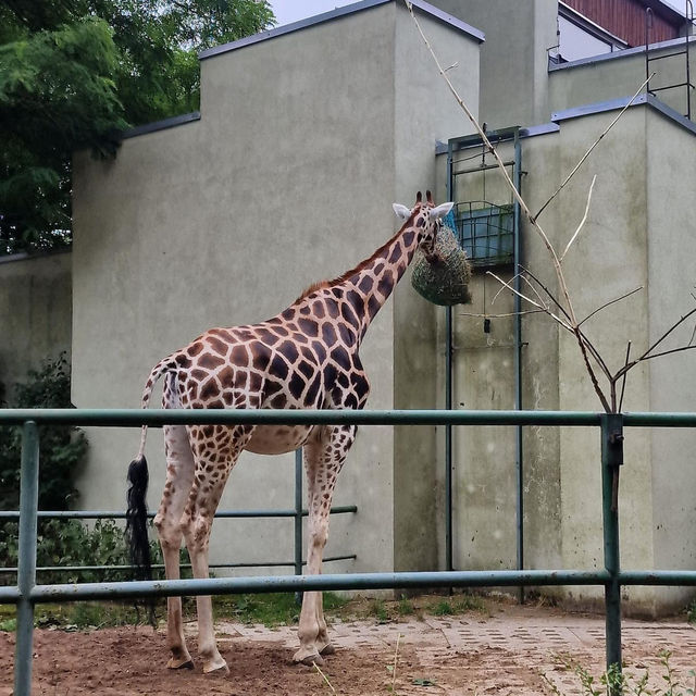 Łódź Zoo 🦒🦏