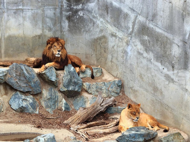 Kamine Zoo 🇯🇵