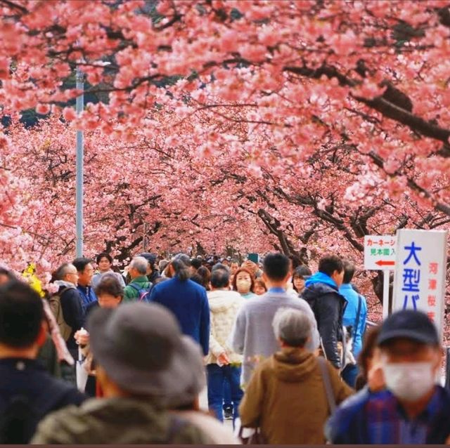 🌸河津賞櫻大道🌸超美賞櫻花熱點🌸