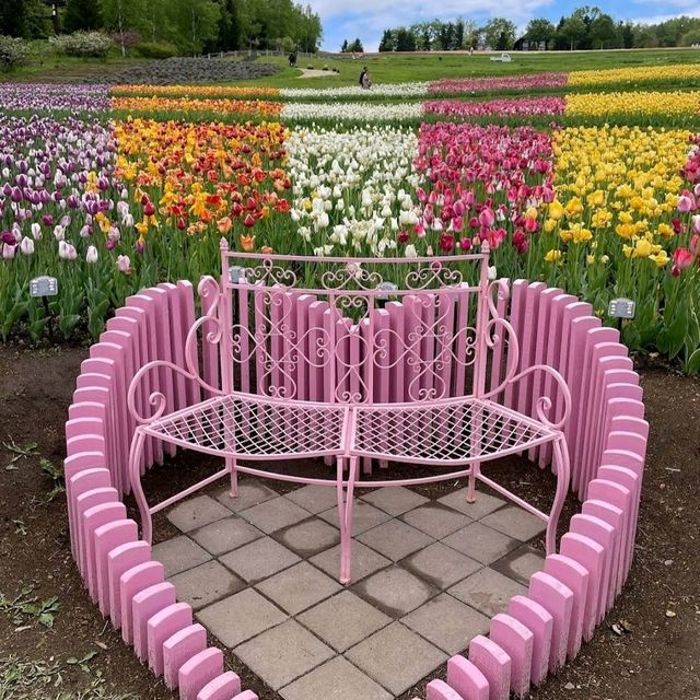 🌸國營瀧野鈴蘭丘陵公園🌸一整片鬱金香花海