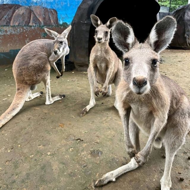 🦘札幌北部野生動物園🦔日本最危險的動物園
