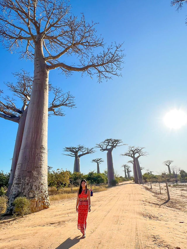 Avenue of the Baobabs