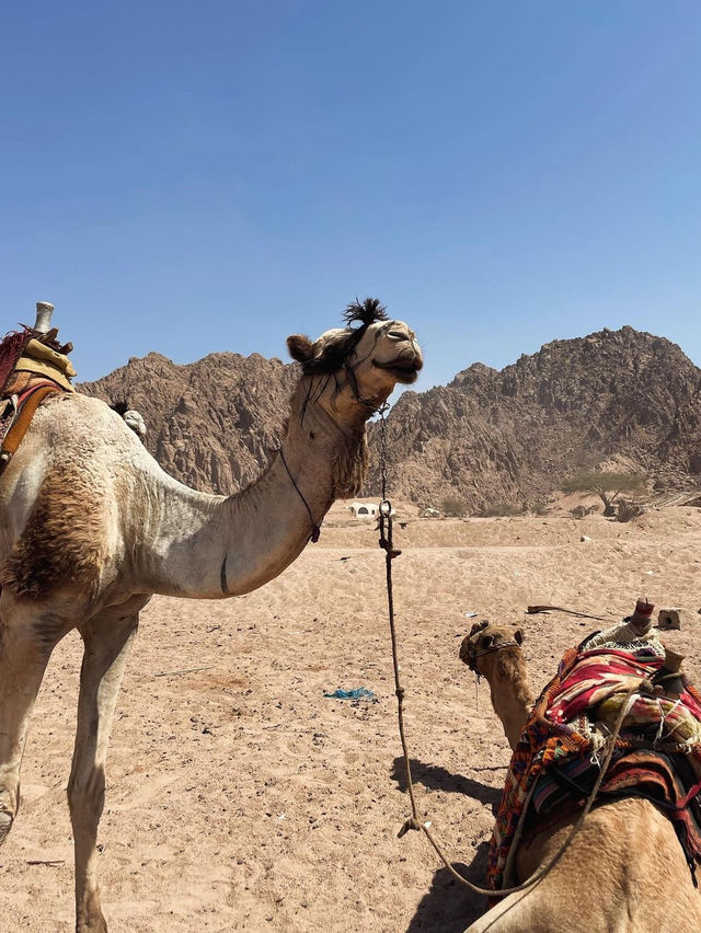 ATV driving in Sinai Desert 🗺️