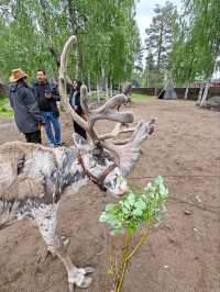 Reindeer feeding 🦌🐾🦌