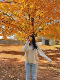 가을의 샬럿 탐험 🍁
