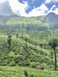 A Journey Through Tea History