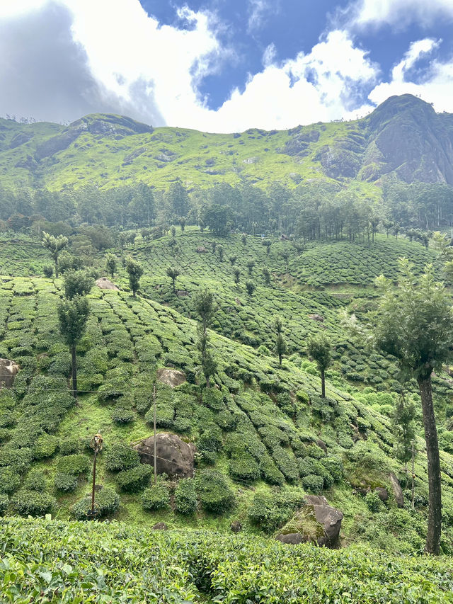 A Journey Through Tea History