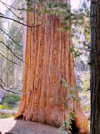 Sequoia National Park – The Ultimate Giant Tree Theme Park! 🌟🌿
