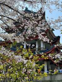 Wuxi’s Cherry Blossom Forest – What a Find!!