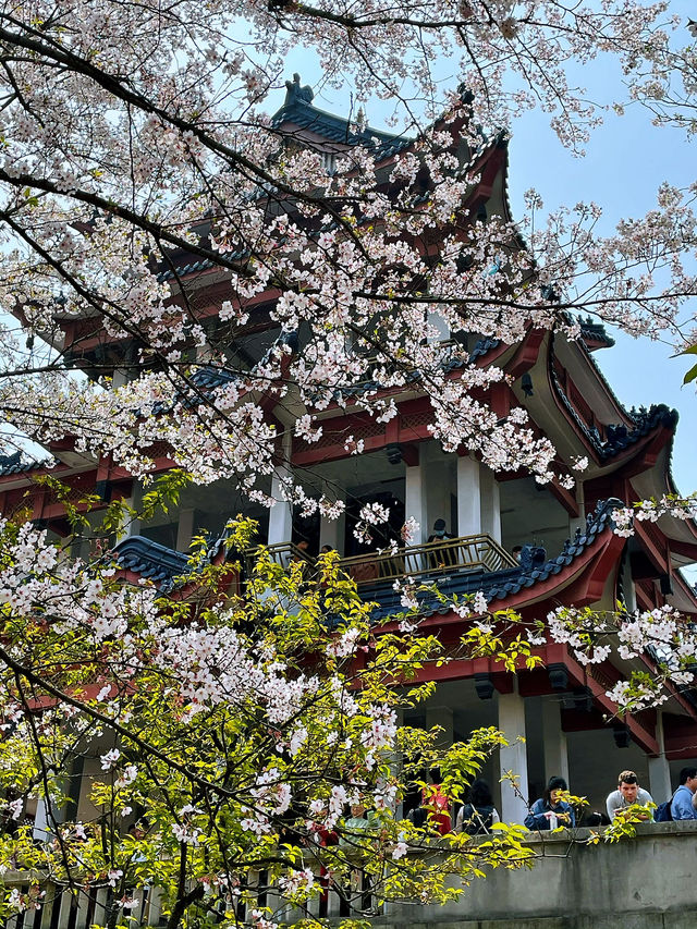 Wuxi’s Cherry Blossom Forest – What a Find!!
