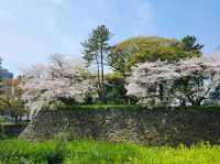 Nagoya Vibes: Castles, Cherry Blossoms, and Local Flavors