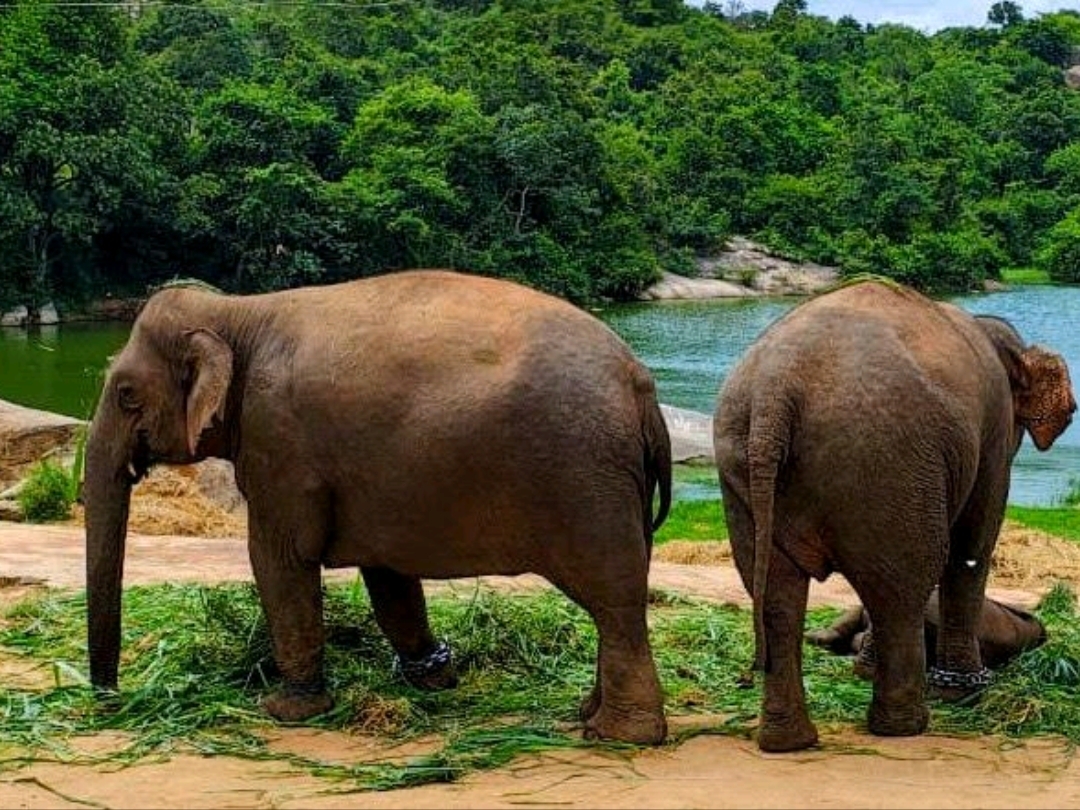 Safari in Bangalore 🐘🐅🦁 A must see ❤️