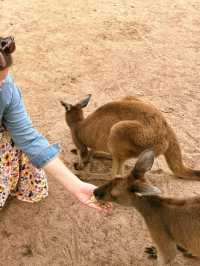 Hand feed kangaroos at Caversham Wildlife park 
