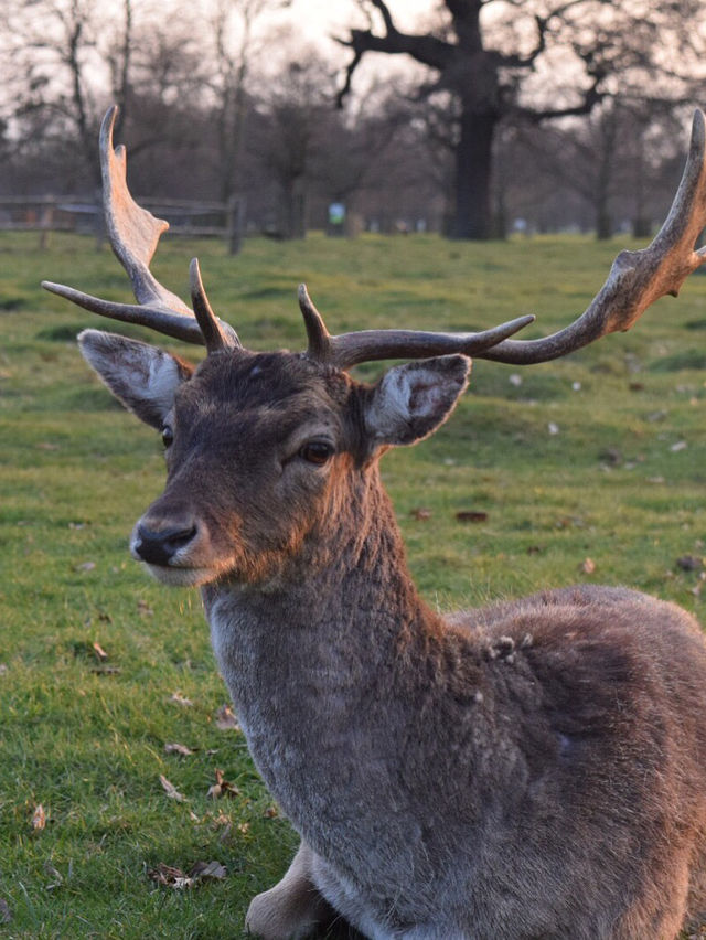 A Peaceful Day Trip to Richmond Park: London’s Countryside Escape 🌳
