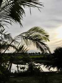 🇻🇳🌾 MISS HOI AN CAFE — секретный спот на рисовых полях