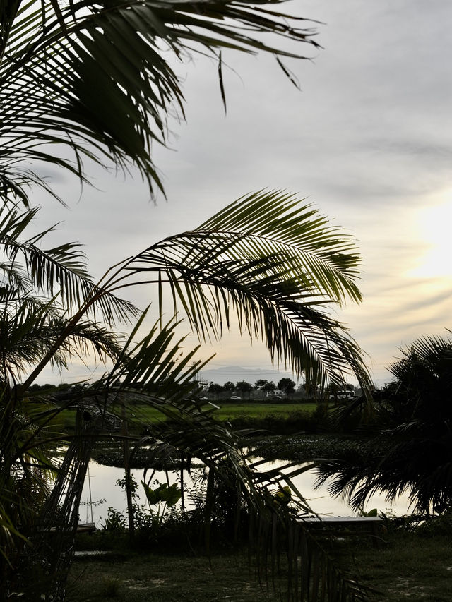🇻🇳🌾 MISS HOI AN CAFE — секретный спот на рисовых полях 🇻🇳🌾 MISS HOI AN CAFE — секретный спот на рисовых полях