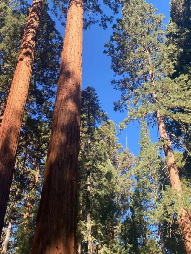 The scenery of the world's largest redwood tree is famous worldwide.