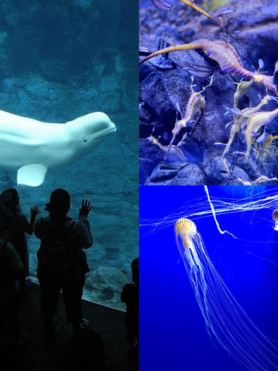 Georgia Aquarium's Beluga Whale Capture Comes Under Fire