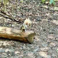Mudchute Farm and Park - London