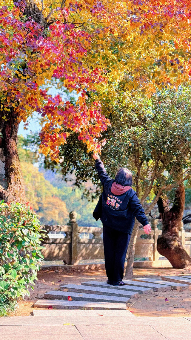 帶上媽媽尋秋色-寧波阿育王寺