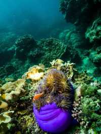 地球上最豐富的海底事件～澳大利亞大堡礁