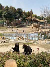 動物園的天花板——南通野生動物園