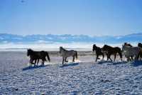 昭蘇，“天馬故鄉”，冰雪之旅不一般！